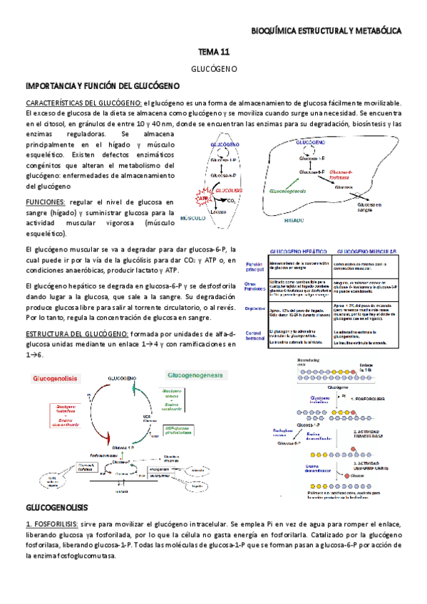 Miniatura del documento TEMA-11.pdf