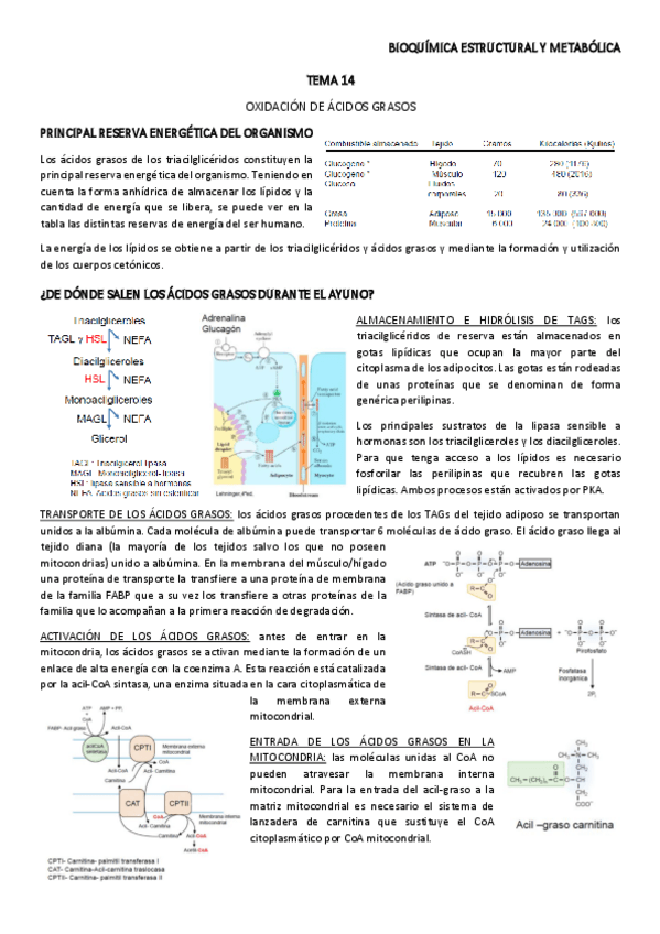 Miniatura del documento TEMA-14.pdf