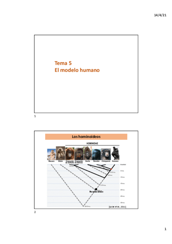 Miniatura del documento TEMA5genbio.pdf