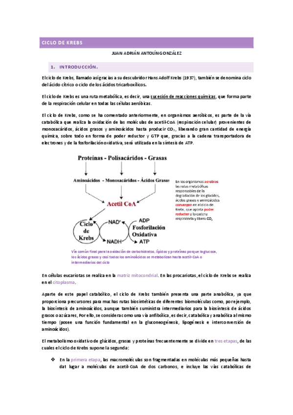Miniatura del documento ciclo-de-Krebs-.pdf