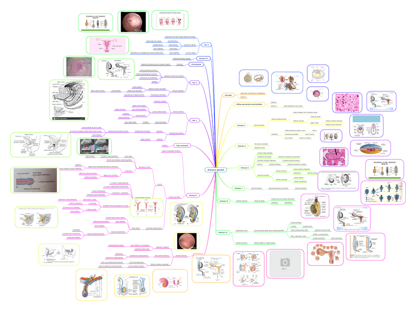 Miniatura del documento Sistema-genital.pdf