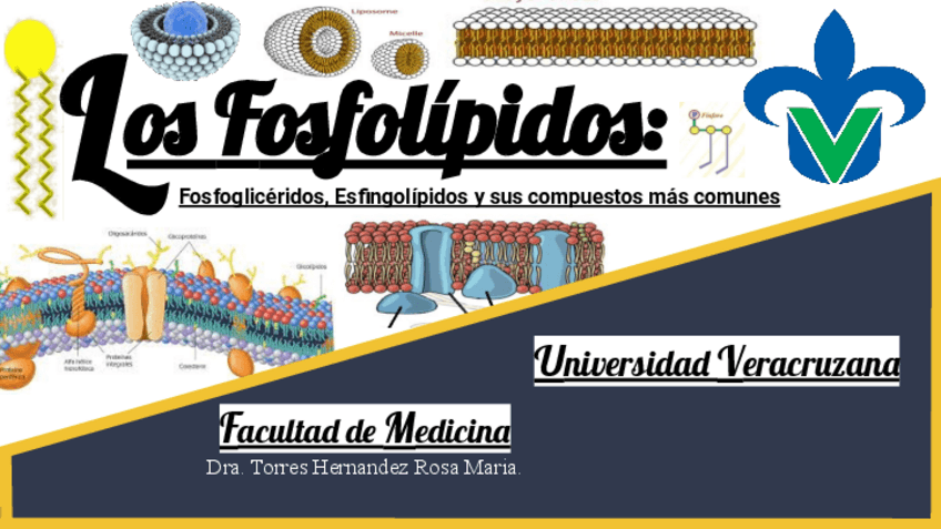 Miniatura del documento Fosfolipidos-archivo-completo.pdf