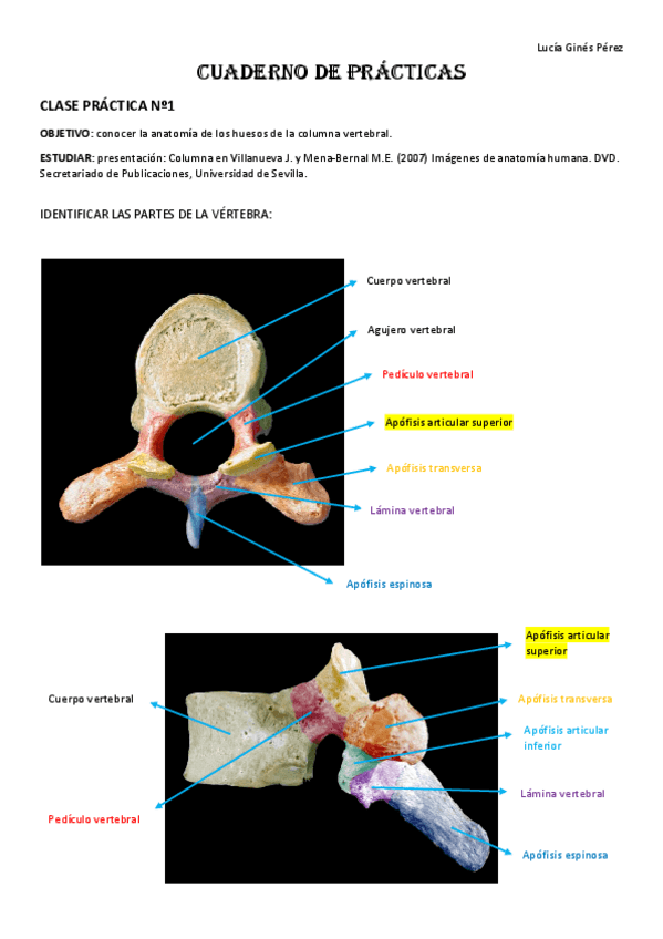 Miniatura del documento Cuaderno-de-practicas-Anatomia-Humana-Especifica.pdf