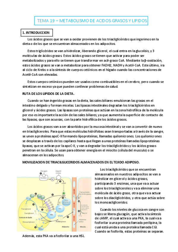 Miniatura del documento TEMA-19.pdf