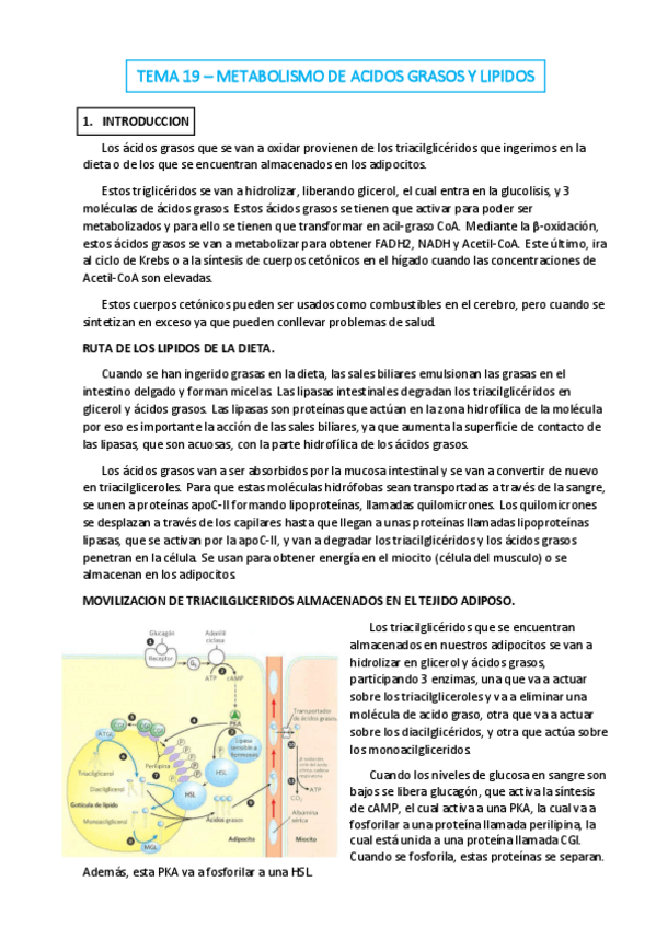 Miniatura del documento TEMA-19.pdf