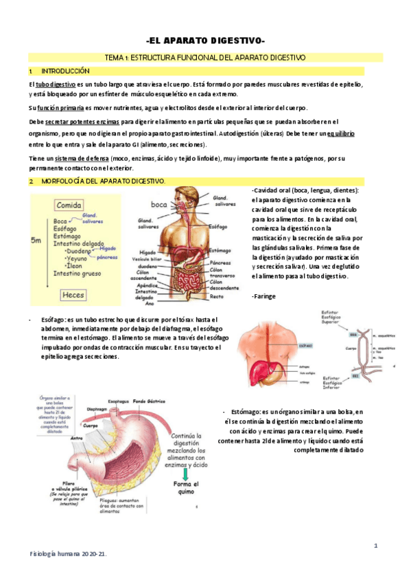 Miniatura del documento V-Fisiologia-ap.pdf