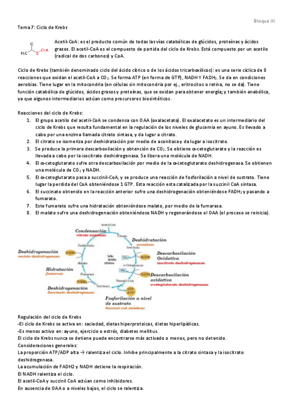 Miniatura del documento Tema 7 - Ciclo de Krebs.pdf