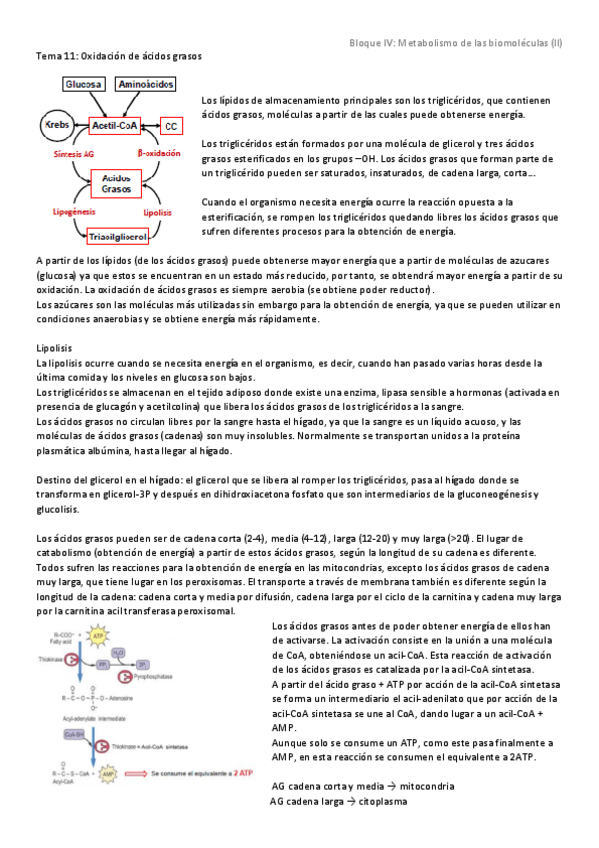 Miniatura del documento Tema 11 - Oxidación de ácidos grasos.pdf