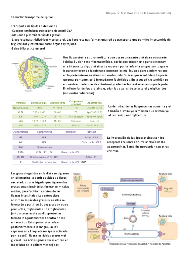 Miniatura del documento Tema 14 - Transporte de lípidos.pdf