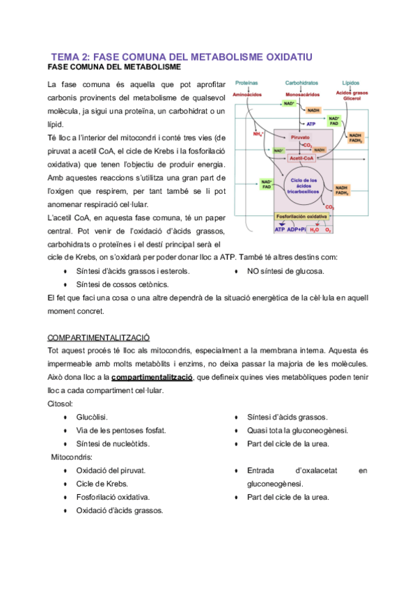 Miniatura del documento MT-Tema-2-Fase-comuna-del-metabolisme-oxidatiu.pdf