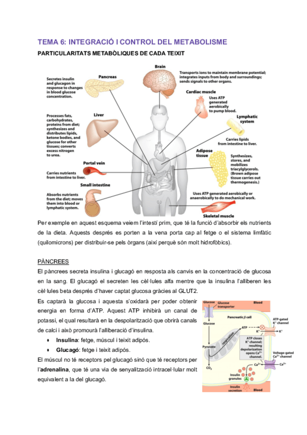 Miniatura del documento MT-Tema-6-Integracio-i-control-del-metabolisme.pdf