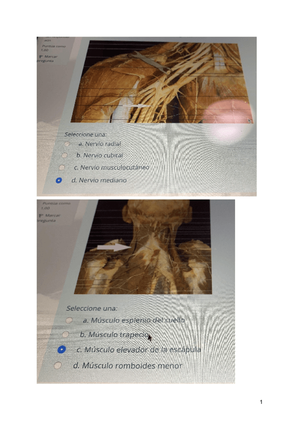 Miniatura del documento DISECCION-ANATOMIA-2020.pdf
