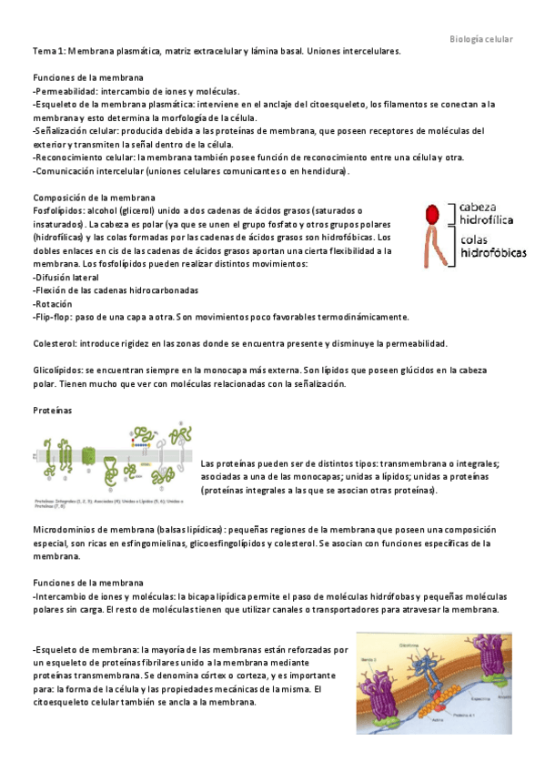 Miniatura del documento Biología celular.pdf