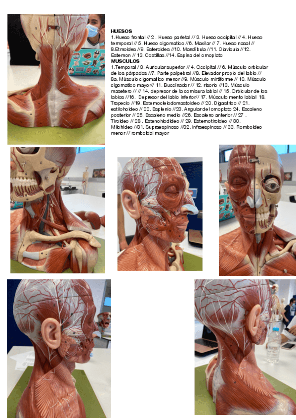 Miniatura del documento anatomia-practico-.pdf