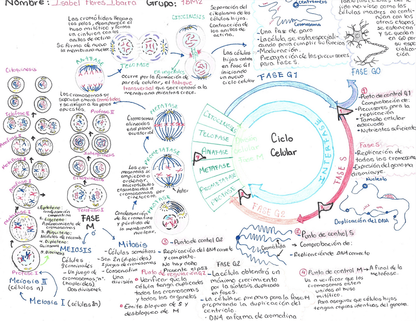 Miniatura del documento FloresIbarraIsabel1BM2Ciclo-celular.pdf