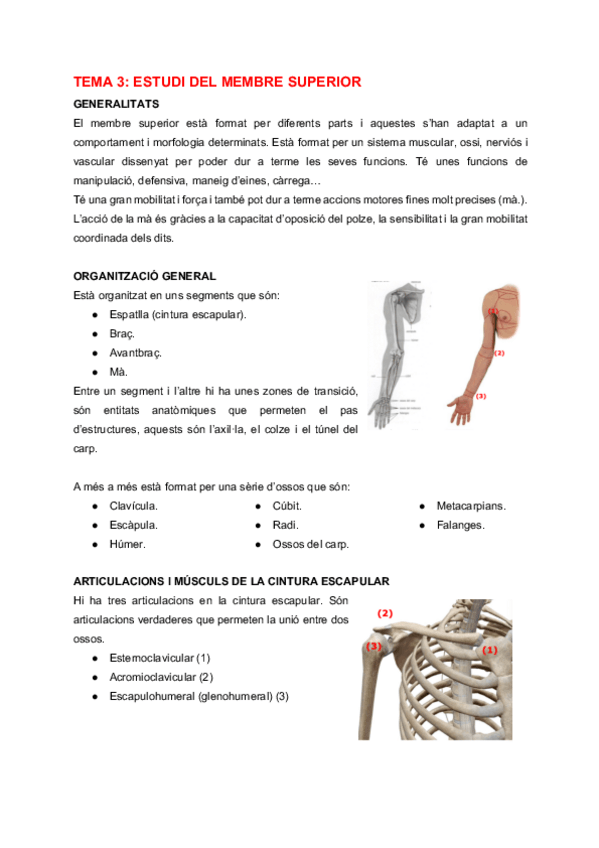 Miniatura del documento AH-Tema-3-Anatomia-del-dispositiu-locomotor-extremitat-superior.pdf