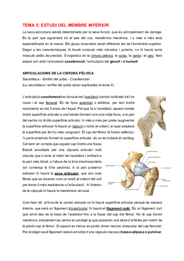 Miniatura del documento AH-Tema-5-Estudi-del-membre-inferior.pdf