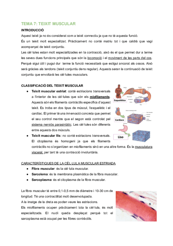 Miniatura del documento HF-Tema-7-Teixit-muscular.pdf