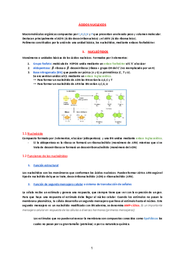 Miniatura del documento Acidos-nucleicos.pdf