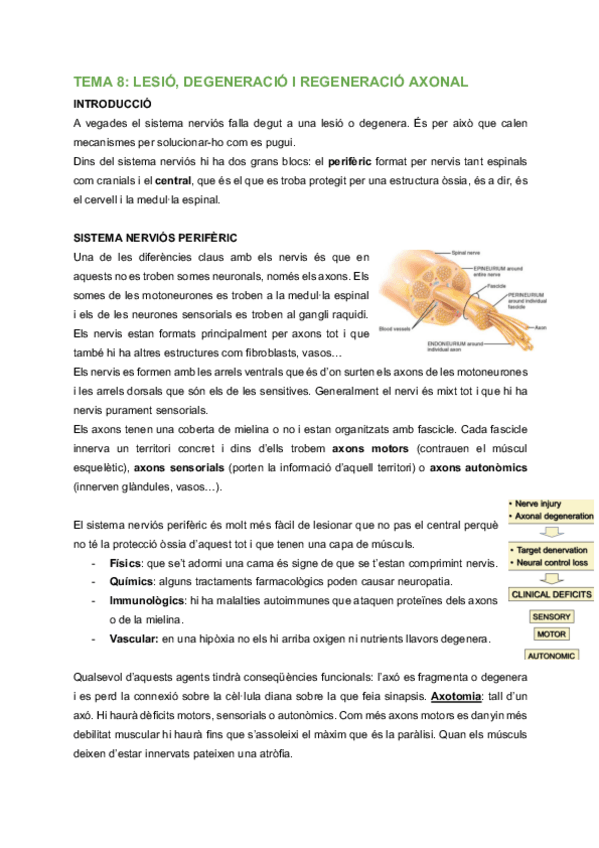 Miniatura del documento FH-Tema-8-Lesio-degeneracio-i-regeneracio-axonal.pdf