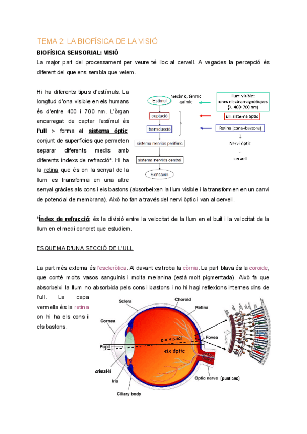 Miniatura del documento BF-Tema-2-Biofisica-de-la-visio.pdf