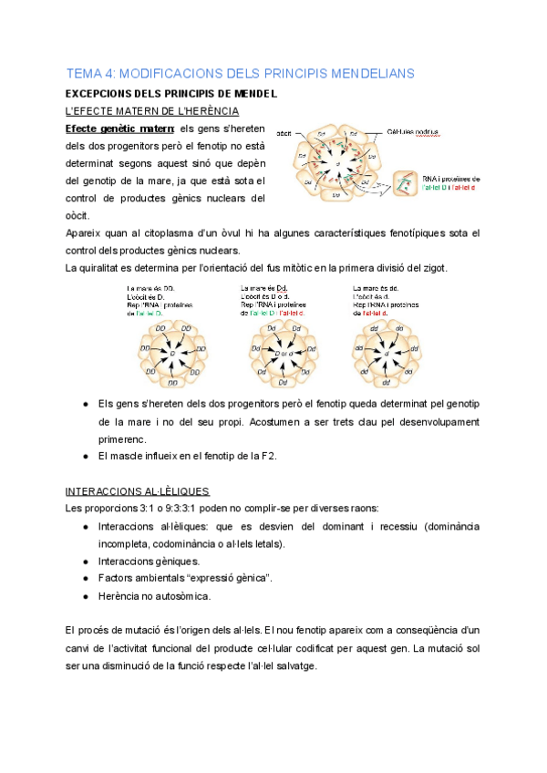 Miniatura del documento G-Tema-4-Modificacions-dels-principis-mendelians.pdf