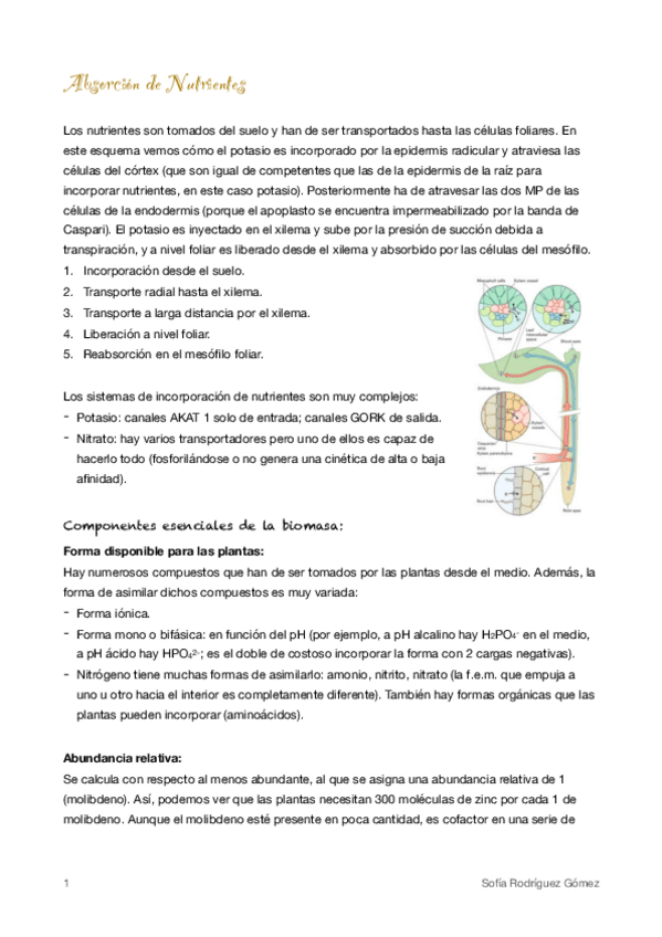Miniatura del documento 4. Absorción de Nutrientes 