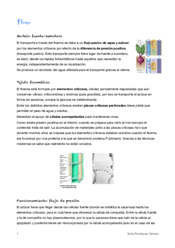 Miniatura del documento 6. Floema