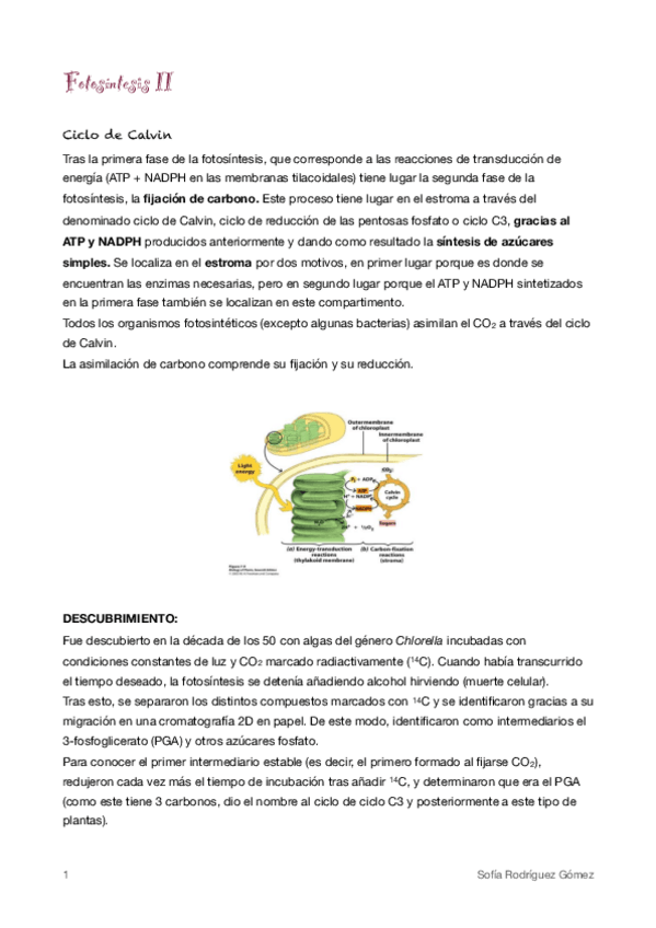 Miniatura del documento 8. Fotosíntesis II