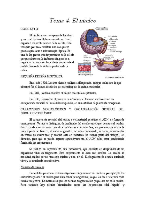 Miniatura del documento tema 4 celular.pdf