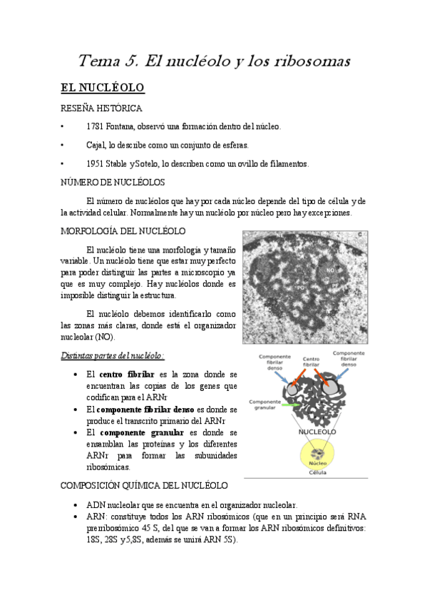 Miniatura del documento tema 5 celular.pdf