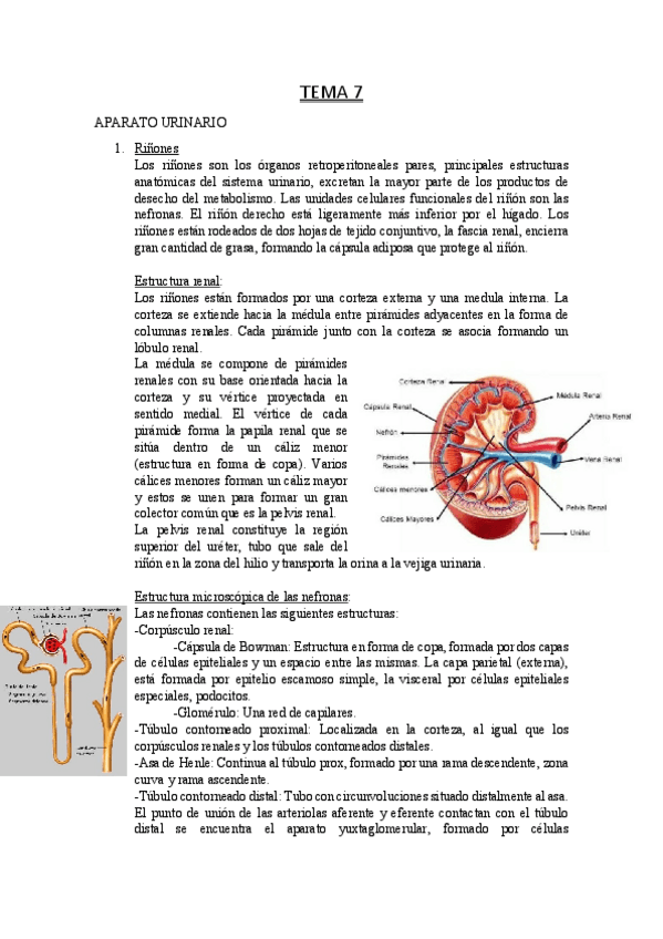 Miniatura del documento TEMA-7.pdf