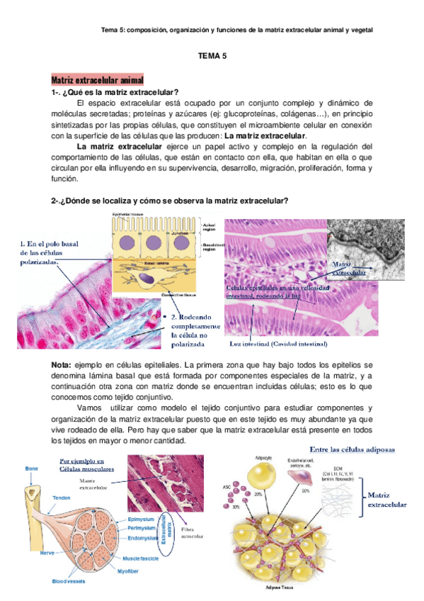 Miniatura del documento TEMA-5.docx