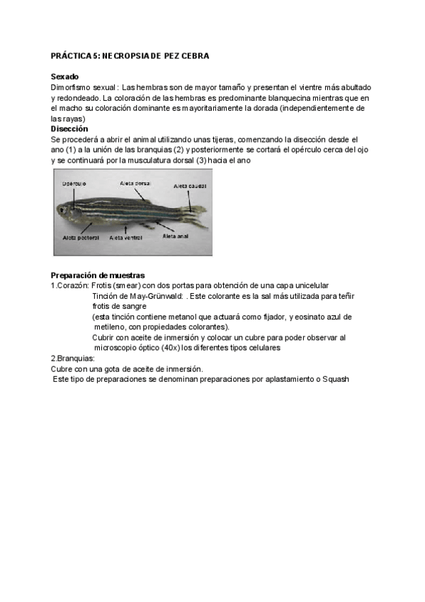 Miniatura del documento PRACTICA-5-NECROPSIA-DE-PEZ-CEBRA.pdf