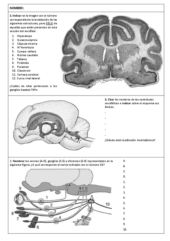 Miniatura del documento Examen-Anatomia-I-Enero-2019.pdf