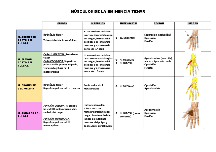 Miniatura del documento MUSCULOS-DE-LA-EMINENCIA-TENAR.pdf