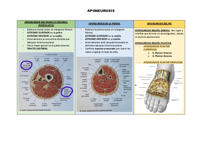 Miniatura del documento APONEUROSIS.pdf