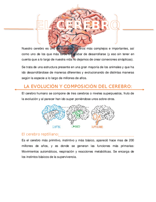 Miniatura del documento EL-CEREBRO.docx