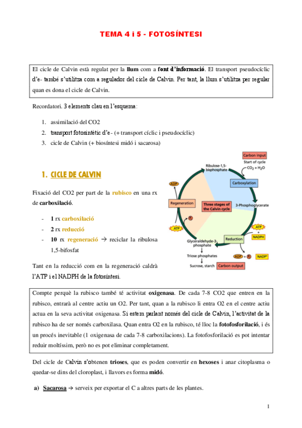 Miniatura del documento TEMA-4-i-5-apunts.pdf