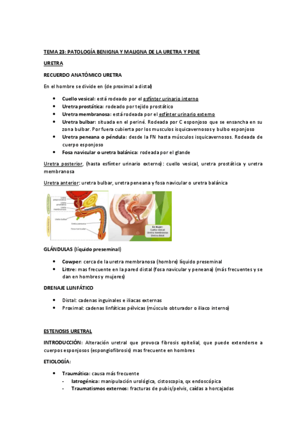 Miniatura del documento TEMA-23-PATOLOGIA-BENIGNA-Y-MALIGNA-DE-LA-URETRA-Y-PENE-.pdf