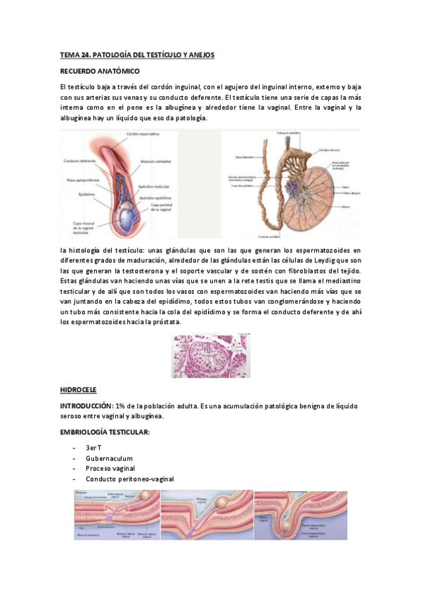 Miniatura del documento TEMA-24-PATOLOGIA-DE-TESTICULOS-Y-ANEJOS.pdf