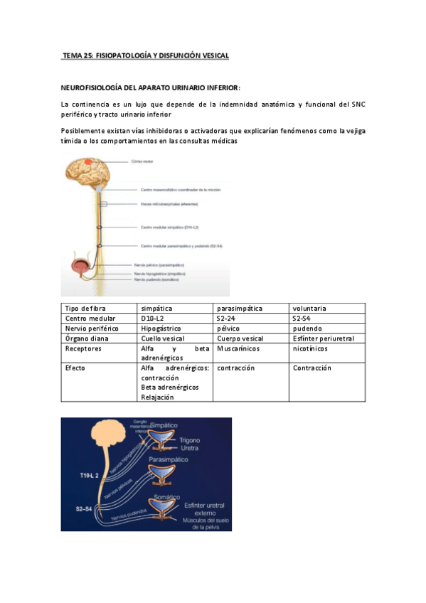 Miniatura del documento TEMA-25.pdf