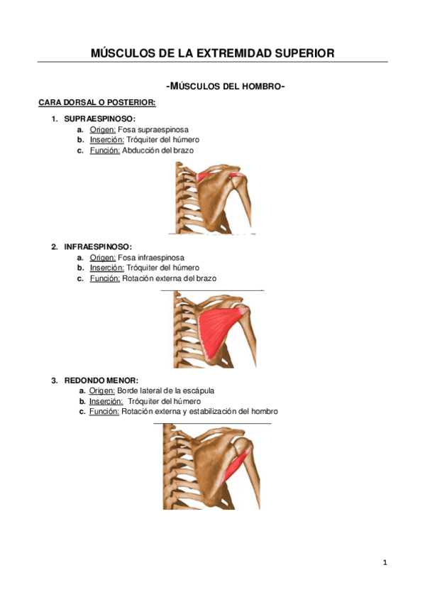 Miniatura del documento MÚSCULOS DE LA EXTREMIDAD SUPERIOR.pdf