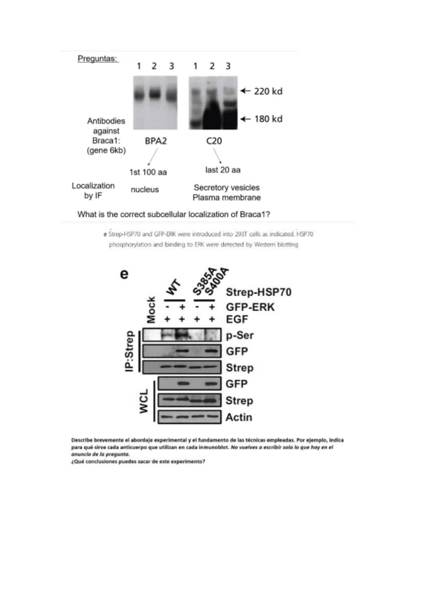 Miniatura del documento Preguntas-de-ejemplo-2o-parcial.pdf