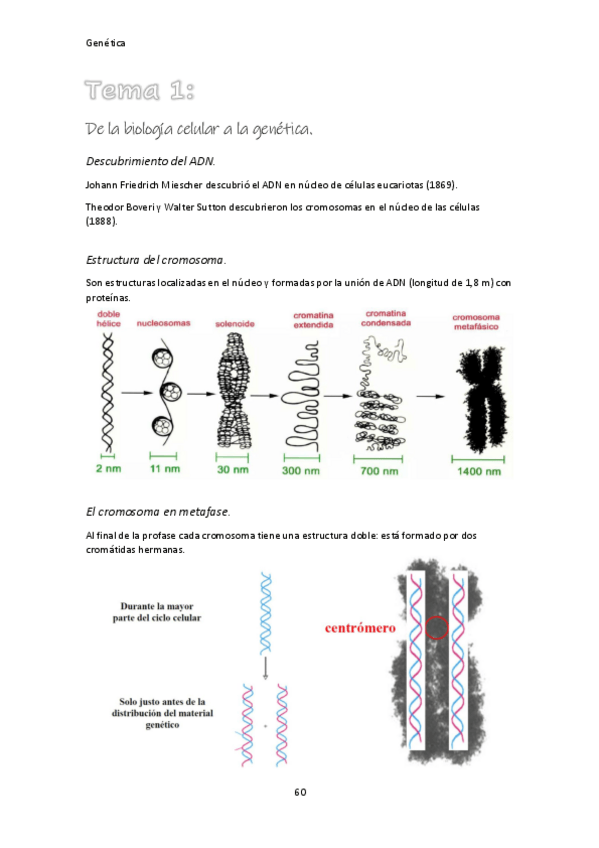 Miniatura del documento Genetica.pdf