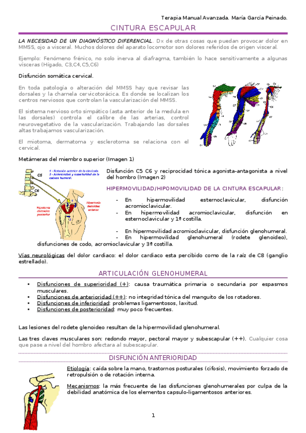 Miniatura del documento Apuntes-Cintura-escapular.docx