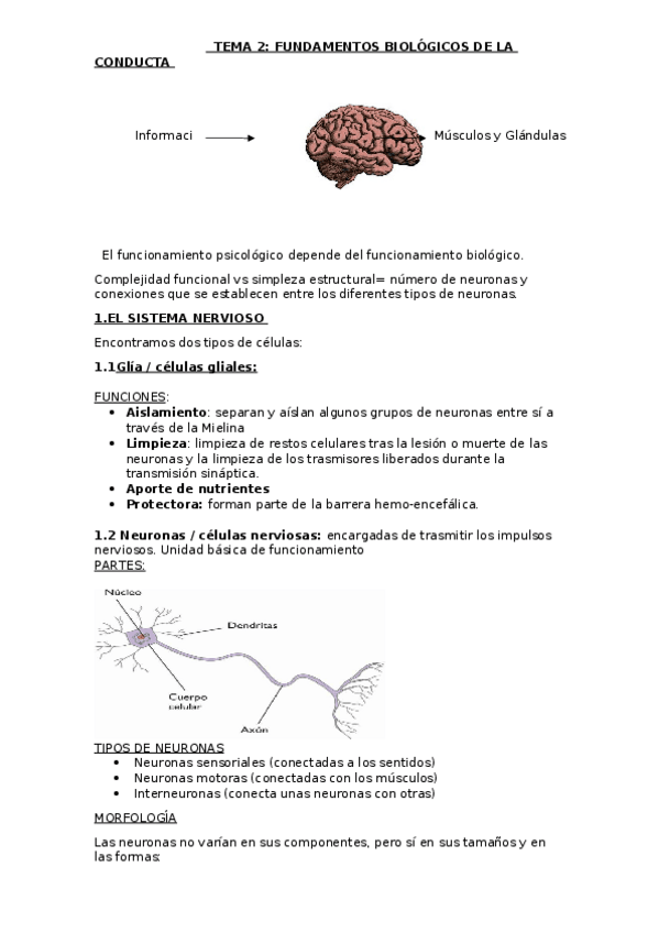 Miniatura del documento TEMA-2.docx