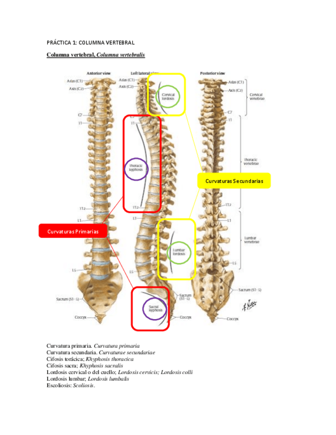 Miniatura del documento Anatomía de la columna vertebral y caja torácica.pdf