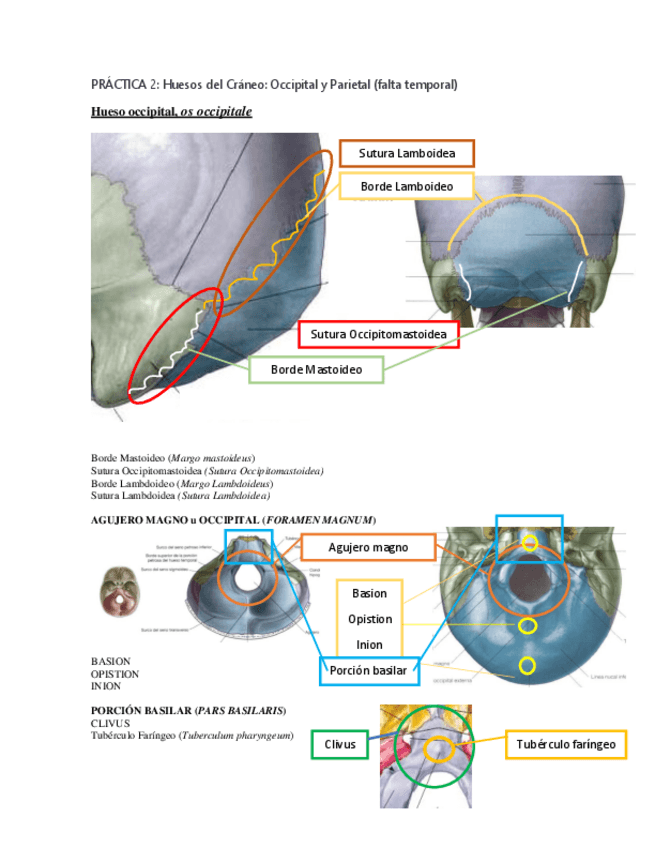 Miniatura del documento Anatomía del cráneo.pdf