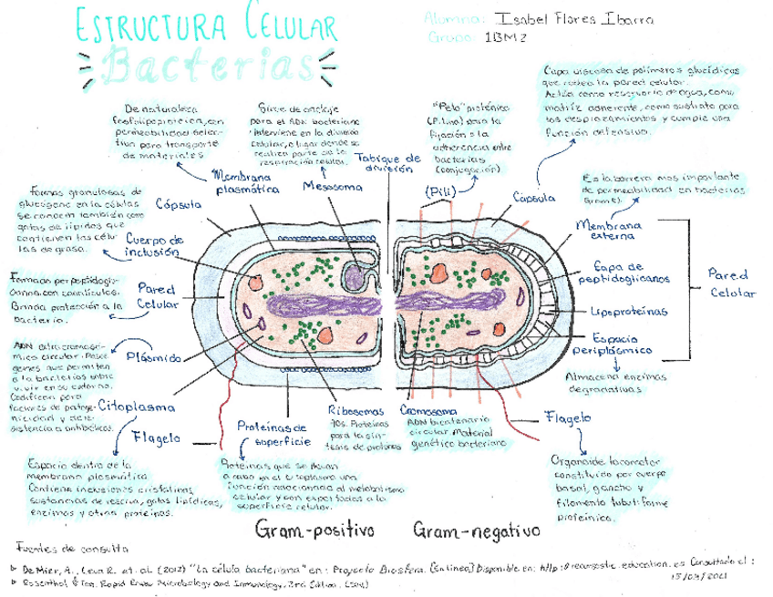 Miniatura del documento FloresIbarraIsabelEstructura-celular-Biologia.pdf